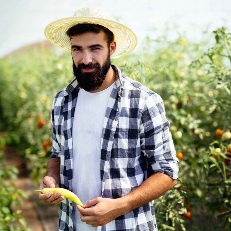 caucasian-farmer-picking-paprika-from-his-hothouse-RBLQ8C2.jpg