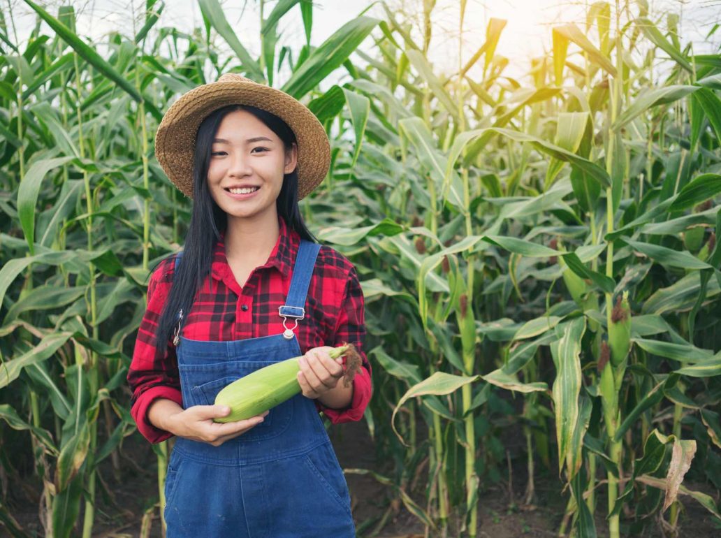 happy-farmer-in-the-corn-field-PWW4LKQ