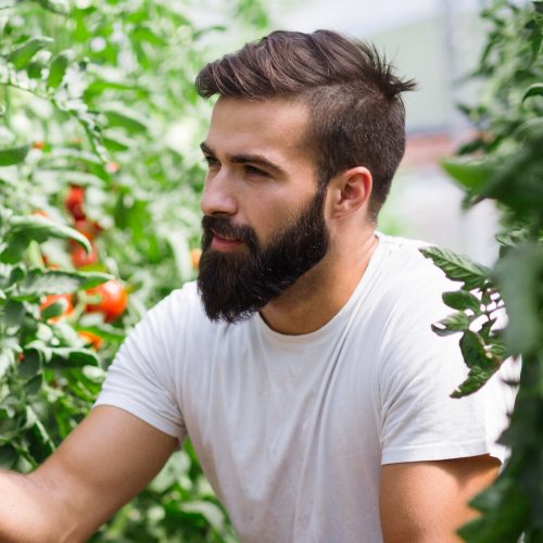 organic-farmer-checking-his-tomatoes-in-a-hothouse-VQV2RVE-1