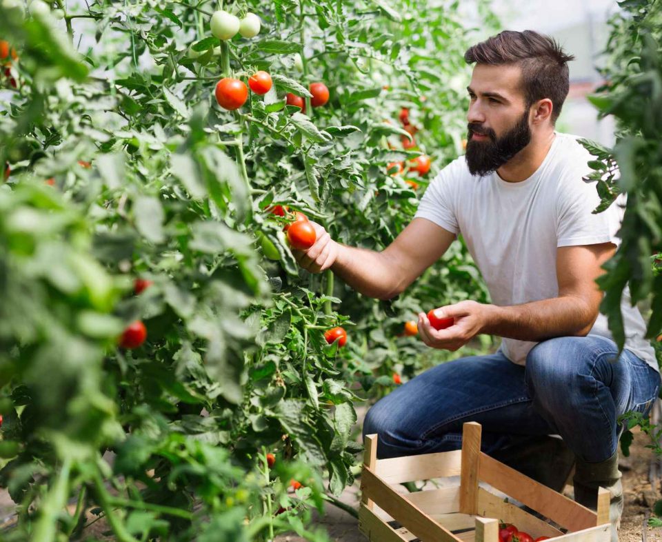 organic-farmer-checking-his-tomatoes-in-a-hothouse-VQV2RVE